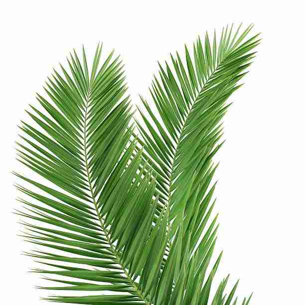 Kerala palms