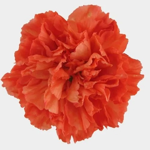 Carnations-Local