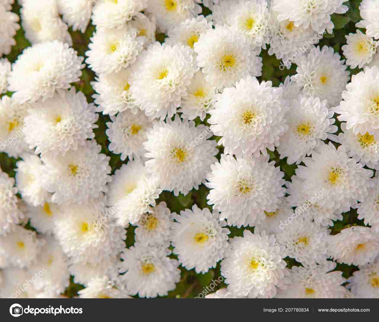 Chrysanthemum pompon Buttons