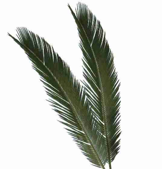 Cycas leaves / Palm Leaf Sago-Regular Green