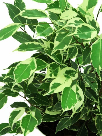 Ficus Green