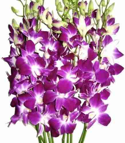 Orchids-Bangkok