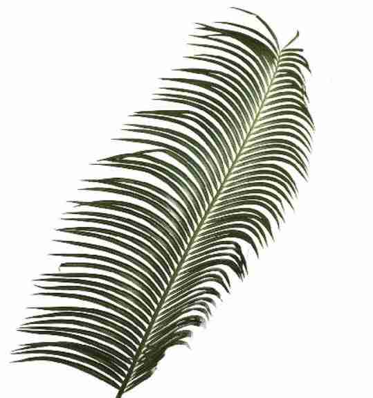 cycas Leaves / Palm Leaf Queen Sago Green