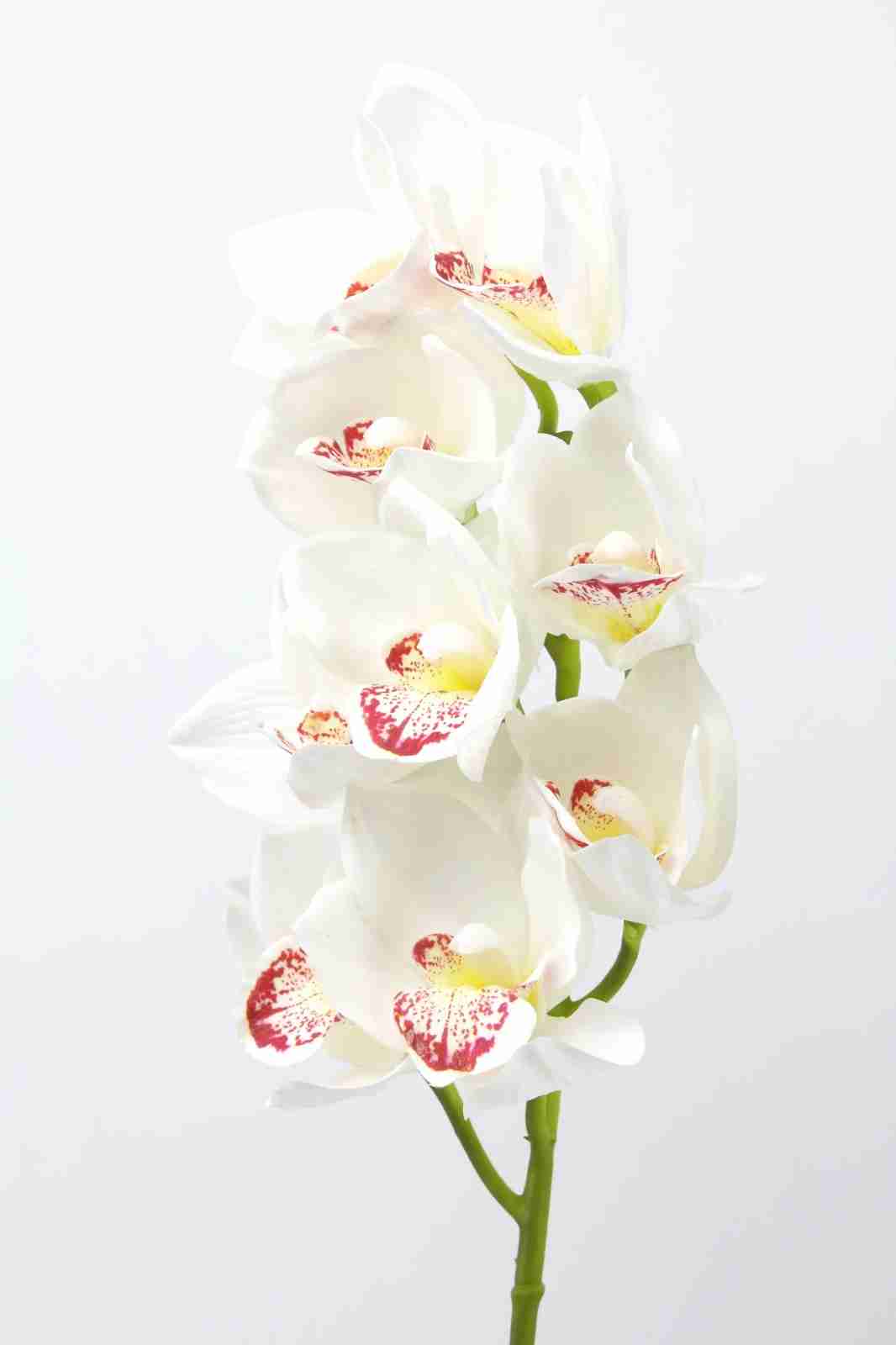 Cymbidium Orchids