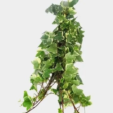 Ivy Variegated Greenery