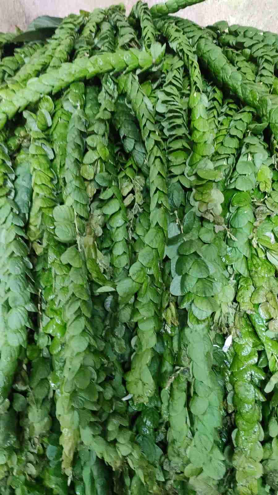 Sundari Leaves