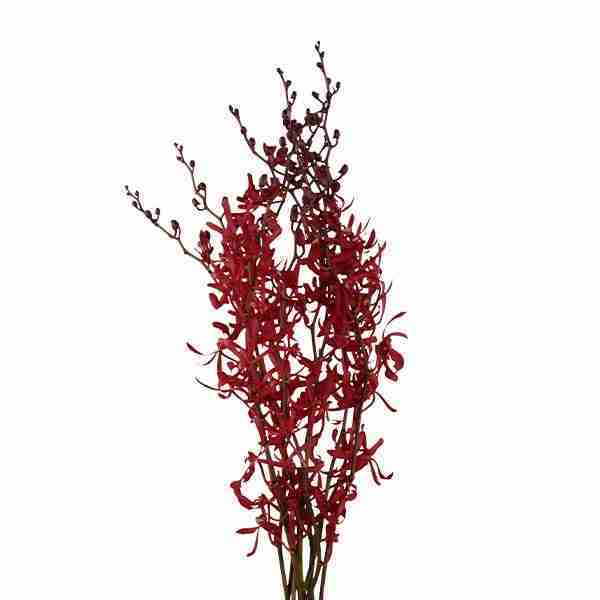 Orchid Aranthera Annie Black Red